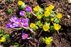 colorful spring flowers on a sunny day