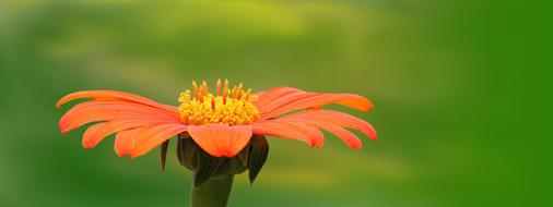 Close-up of the beautiful, blooming, orange and yellow flower, at blurred background