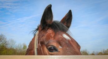 brown horse head close up