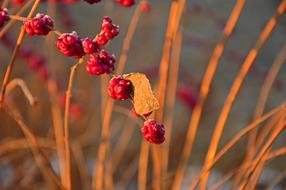 amazing Bush Grasses Berries