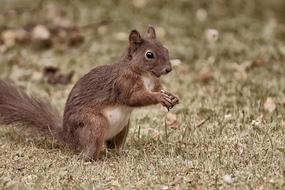 brown fluffy squirrel in the garden