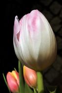 closeup photo of Spring Flowers Tulips