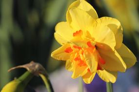 Narcissus Spring Flower on a blurred background