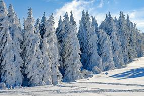 incredible Wintry Snow Firs