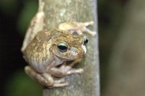 cheetah frog on a trunk in Venezuela
