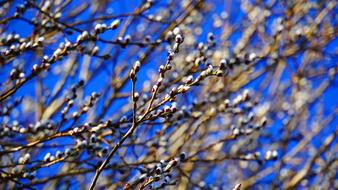 amazing Willow Catkin Winter