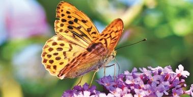 leopard butterfly on purple lilac