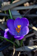 Croccus Flower