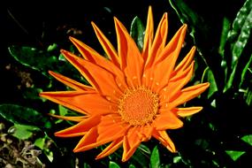 incredible Flowers Orange Garden