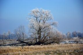 amazing Tree Hoarfrost