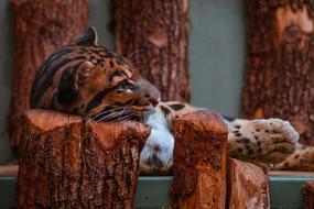 Leopard cub resting in a zoo