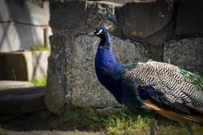 peacock with elegant peacock