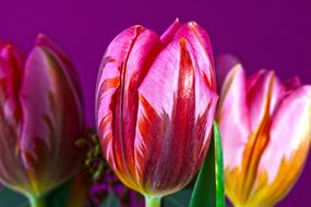 red and pink tulips on violet background