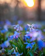 Scilla Siberica flowers close-up on blurred background