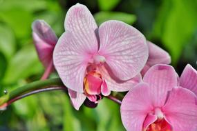 moth Orchid pink Flowers close up