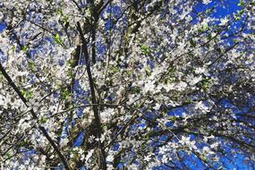 Close-up of the beautiful, blossoming Japanese cherry trees, with the beautiful, white and green flowers, at blue sky on background