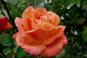 closeup view of Orange Rose Flower