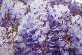 enchanting Hydrangea Flower Blossom