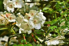 Rhododendron Buds flower