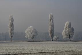 distant view of trees in frost