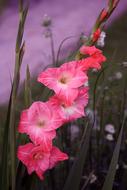 evening photo of pink gladioli on blurred background