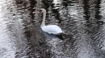wonderful Swan Water