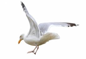 seagull with spread wings on a white background