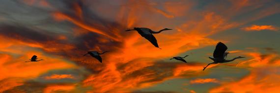 magnificent orange sky and flock of birds