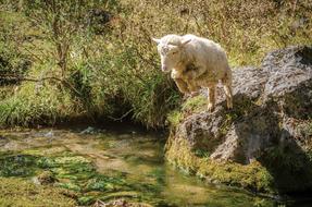 Beautiful and cute, white sheep jumping from the rock in the creek, among the colorful plants