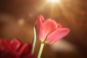 Close-up of the beautiful, blossoming, red tulip flower, in sunlight, at blurred background