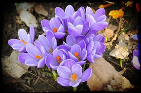 autumn Flower Crocus Spring