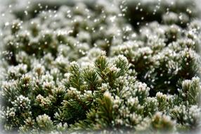 Green Hoarfrost