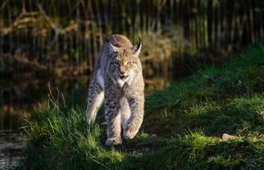 Bobcat walking straight in wild