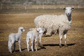 Lambs Animal