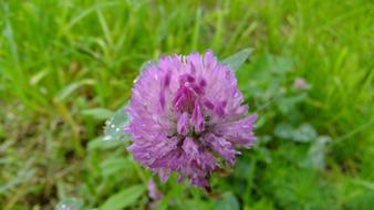 unusually beautiful Clover Flower
