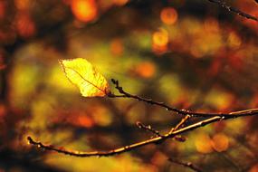 extraordinarily beautiful Forest Leaf Branches