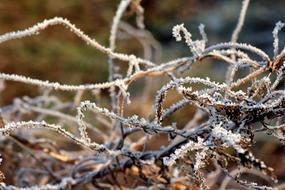 winter Frost Grass