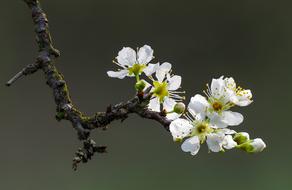 Flower Plum Page