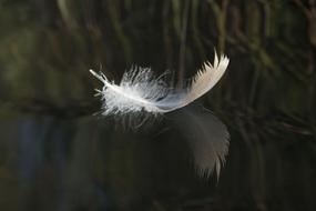 white Feather Water