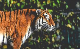 photo of a tiger at the Tierpark Hellabrunn Zoo in Munich