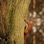incredibly beautiful Squirrel Animal