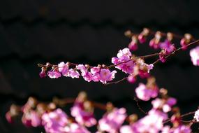 magnificent Blossom Cherry Spring