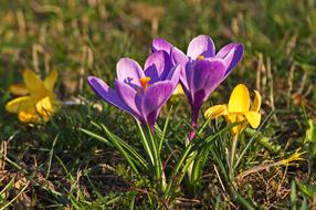 goodly Crocus Spring Flower