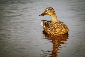 goodly Duck Water Bird