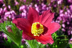 unusually beautiful Sasanka Garden Flower