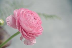 Pink Ranunkel flower