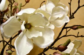 incredibly beautiful Bloom Magnolia