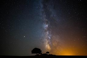 Milky Way stars and tree