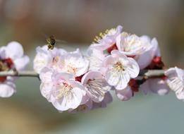 goodly Flowers White Tree