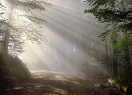 incredibly beautiful Morning Fog